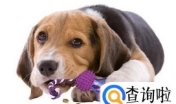 狗狗吃零食好吗，狗狗吃零食有什么注意事项？