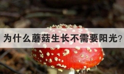 为什么蘑菇生长不需要阳光