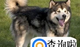 阿拉斯加犬好养吗阿拉斯加雪橇犬怎么养