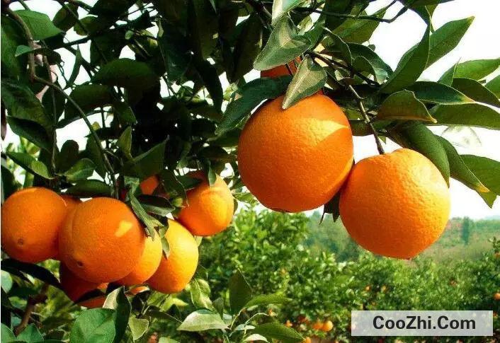 橙子的功效与作用