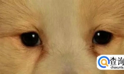 狗狗的泪痕是哭出来的吗？狗为什么会有泪痕？