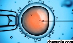 试管婴儿是怎样的