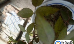 月季的叶子黄了怎么办