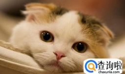 最受欢迎的宠物猫种类有哪些