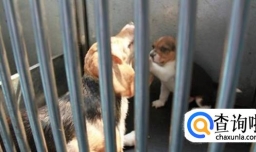 母犬分娩期应该怎么办