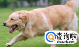 金毛犬吃骨头的好处和坏处