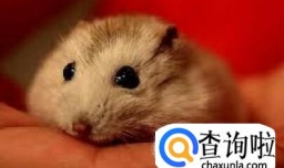 可爱小仓鼠的种类