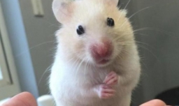 仓鼠跟人亲近吗