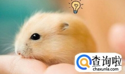 仓鼠叫是怎么回事，仓鼠叫唤是什么意思