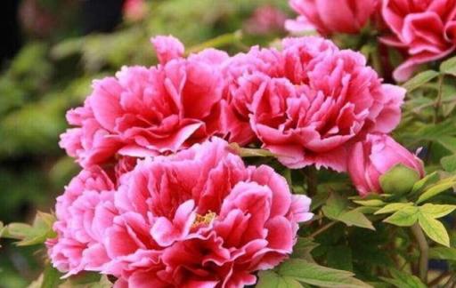 送好友花什么花最合适呢