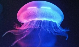 水母应该怎样科学养殖？