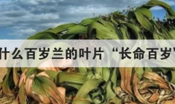 为什么百岁兰的叶片长命百岁