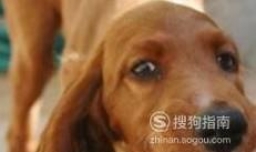 养狗的人容易得哪些疾病