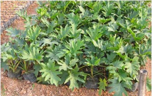 春羽怎么样才会更旺盛