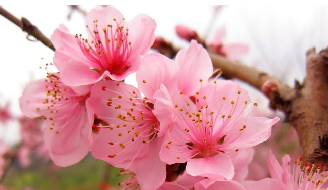 春天的花有哪些?