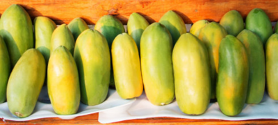 有哪些常见的热带水果