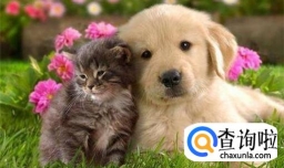 猫和狗一起养的技巧？