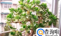 玉树要如何养护