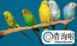 怎样家养虎皮鹦鹉：食物