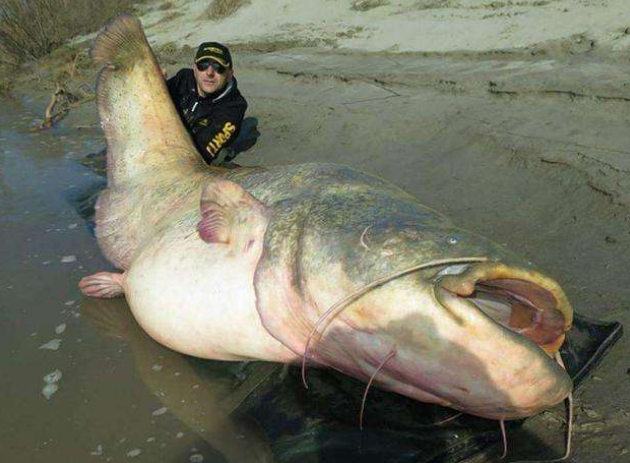 鲶鱼的营养价值