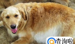 狗狗孕期护理注意事项