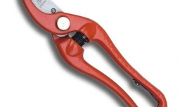 用水扦插石榴的方法