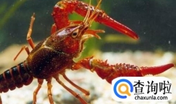 清水龙虾的做法