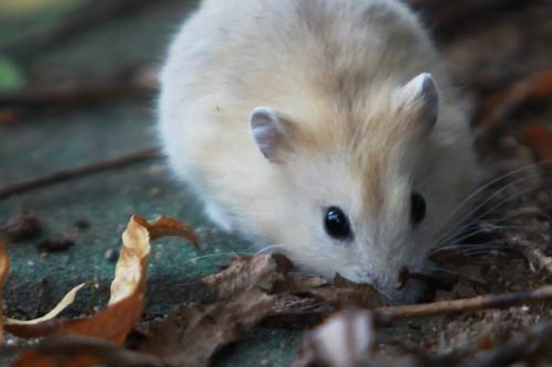 指鹿为马开过什么生肖
