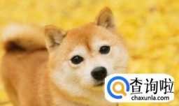 如何养好一只柴犬？