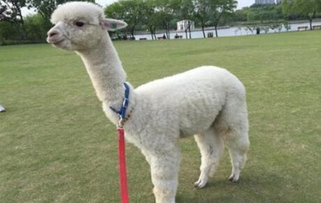 羊驼价格多少钱一只