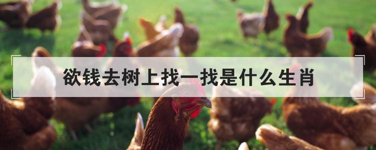 欲钱去树上找一找是什么生肖