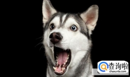 为什么狗在晚上会朝某一处嚎叫，细看却什么也没有？