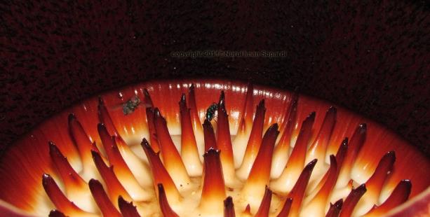 为什么大王花有臭味