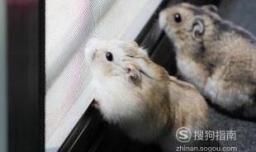 仓鼠怎样分辨公母？