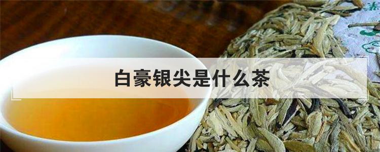 白豪银尖是什么茶