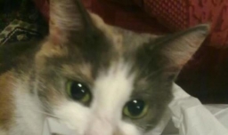 猫吃了塑料袋怎么办