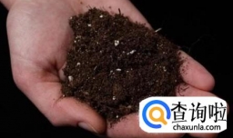 如何盆栽好金桔