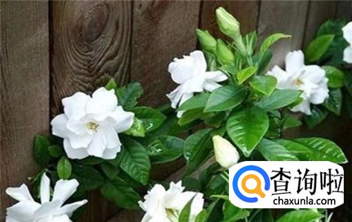 枝枝花怎样保存最好