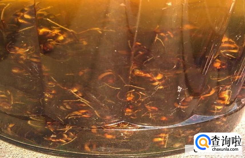 黄蜂泡酒的作用和功效