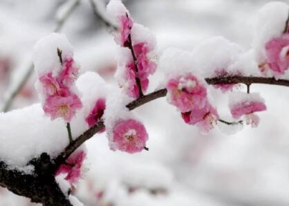 梅花有什么品质