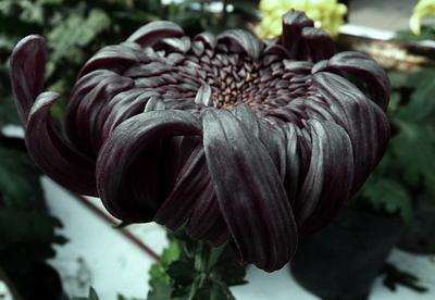 为什么自然界中很少有黑色的花朵