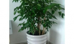 绿萝冬天怎么养,绿萝冬天怎么养不会死