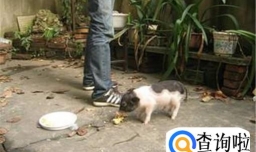 荷兰猪臭怎么办 如何让荷兰猪味道小一些