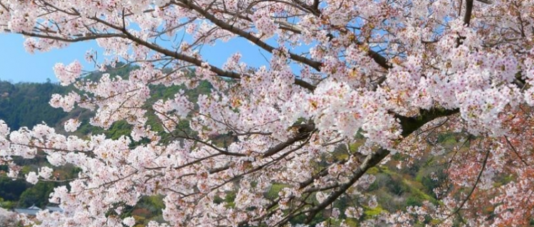 春天开的花有哪些