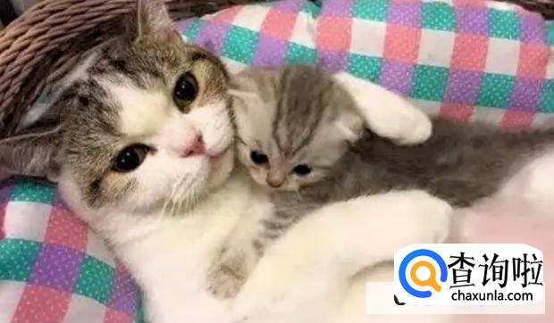 刚生下的小猫需要怎么护理