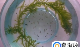 饲养小孔雀鱼技巧