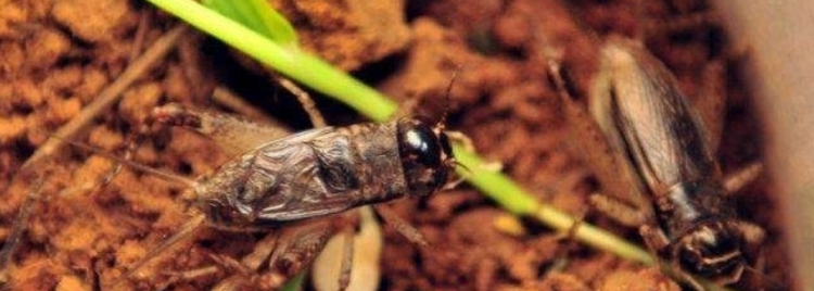 蟋蟀的住宅课文原文