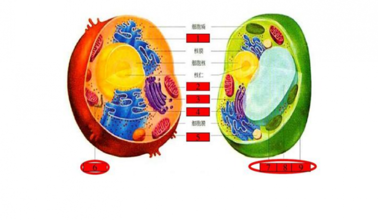 细胞核的功能是什么