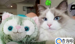 布偶猫怎么养？