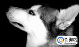 狗狗每天几餐最合适